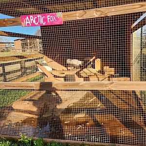 Iron P Homestead Zoo - Arctic Fox enclosure