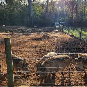 Iron P Homestead Zoo - Warthog family
