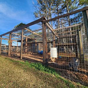 Iron P Homestead Zoo - Cougar enclosure