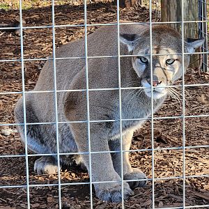 Iron P Homestead Zoo - Cougar