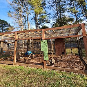 Iron P Homestead Zoo - Bat-eared Fox enclosure