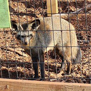 Iron P Homestead Zoo - Bat-eared Fox