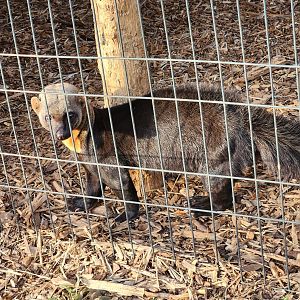 Iron P Homestead Zoo - Tayra