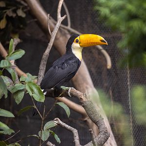 Toco Toucan chick