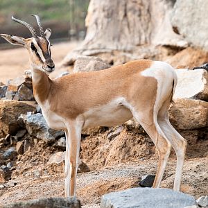 Soemmerring’s Gazelle