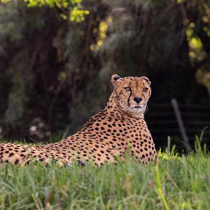 South African Cheetah