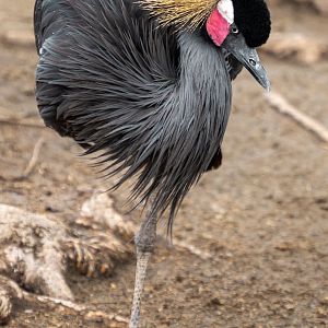 West African Black Crowned Crane