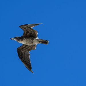 Juvenile Pacific Gull - Squeaky Beach