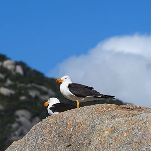 Pacific Gull at Squeaky Beach