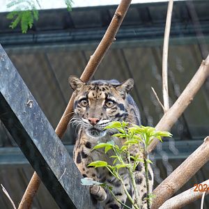 Indochinese Clouded Leopard (Neofelis nebulosa nebulosa)