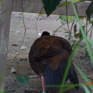 Vietnam Pheasant (Lophura edwardsi)