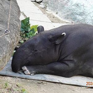 Malayan Tapir (Tapirus indicus)