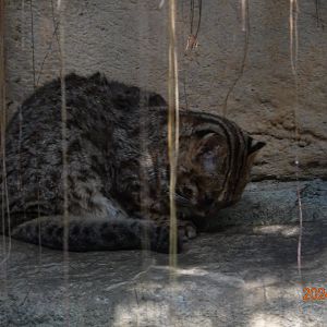 Amur Leopard Cat (Prionailurus bengalensis euptilura)