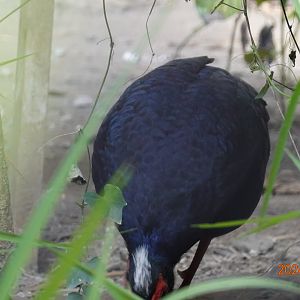 Vietnam Pheasant (Lophura edwardsi)