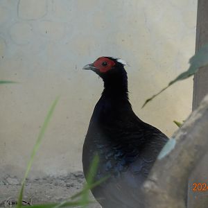 Vietnam Pheasant (Lophura edwardsi)