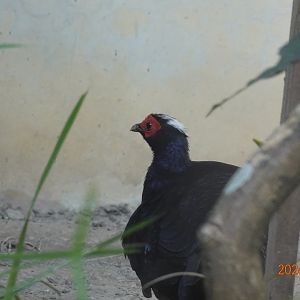 Vietnam Pheasant (Lophura edwardsi)