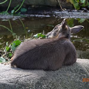 Taiwan Serow (Capricornis swinhoei)