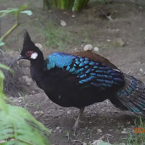Palawan Peacock-pheasant (Polyplectron napoleonis)
