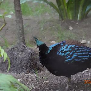 Palawan Peacock-pheasant (Polyplectron napoleonis)