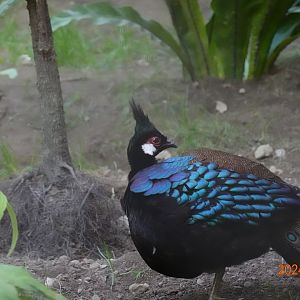 Palawan Peacock-pheasant (Polyplectron napoleonis)