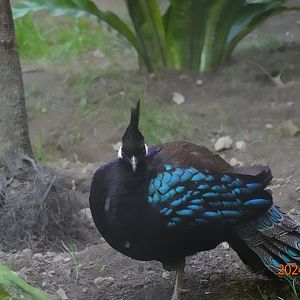 Palawan Peacock-pheasant (Polyplectron napoleonis)