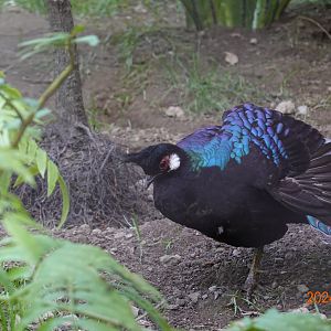 Palawan Peacock-pheasant (Polyplectron napoleonis)