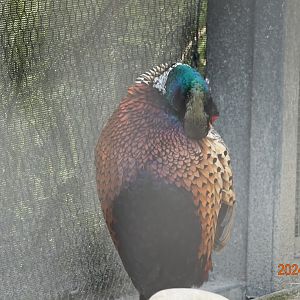 Taiwan Ring-necked Pheasant (	Phasianus colchicus formosanus)