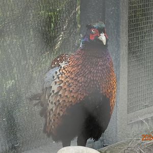Taiwan Ring-necked Pheasant (	Phasianus colchicus formosanus)