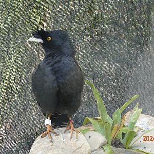 Crested Myna (Acridotheres cristatellus formosanus)
