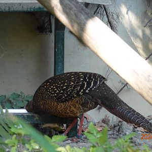 Swinhoe's Pheasant (Lophura swinhoii)
