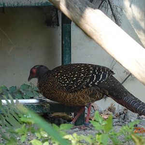 Swinhoe's Pheasant (Lophura swinhoii)
