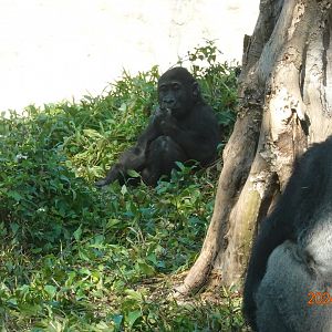 Western Lowland Gorilla (Gorilla gorilla gorilla)