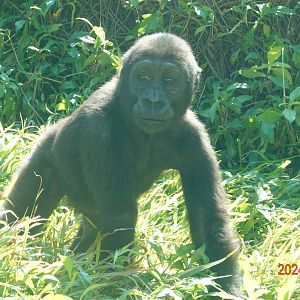 Western Lowland Gorilla (Gorilla gorilla gorilla)