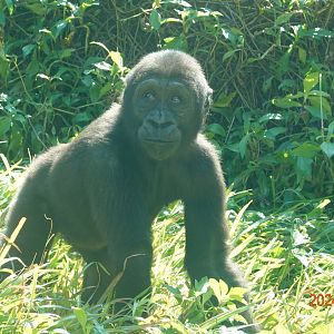Western Lowland Gorilla (Gorilla gorilla gorilla)