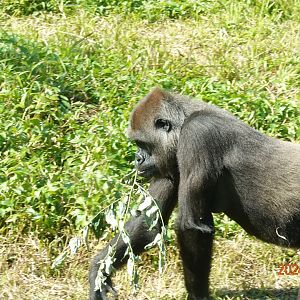 Western Lowland Gorilla (Gorilla gorilla gorilla)