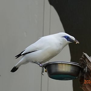 Bali Myna (Leucopsar rothschildi)