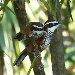 Taiwan Scimitar Babbler (Pomatorhinus musicus)
