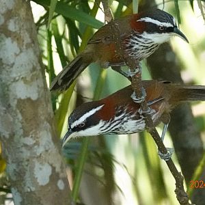 Taiwan Scimitar Babbler (Pomatorhinus musicus)