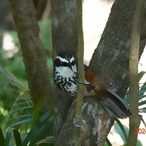 Taiwan Scimitar Babbler (Pomatorhinus musicus)