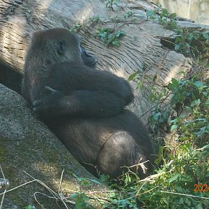 Western Lowland Gorilla (Gorilla gorilla gorilla)