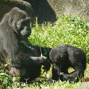 Western Lowland Gorilla (Gorilla gorilla gorilla)
