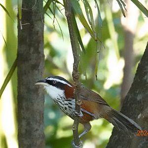 Taiwan Scimitar Babbler (Pomatorhinus musicus)