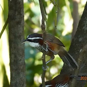 Taiwan Scimitar Babbler (Pomatorhinus musicus)