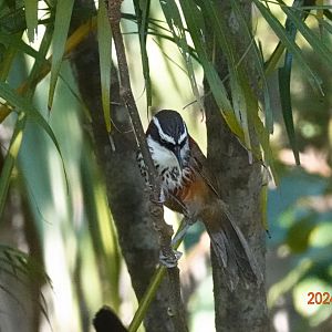 Taiwan Scimitar Babbler (Pomatorhinus musicus)