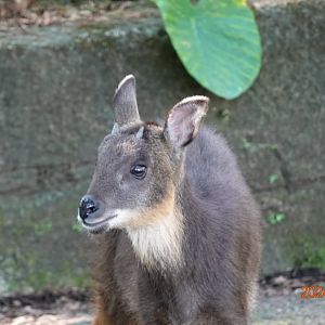 Taiwan Serow (Capricornis swinhoei)