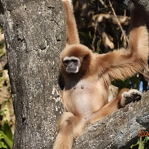 Lar Gibbon (Hylobates lar)