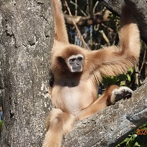 Lar Gibbon (Hylobates lar)