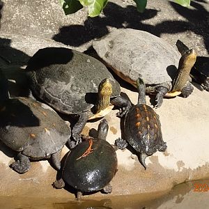 Chinese Stripe-necked Turtle (Mauremys sinensis)