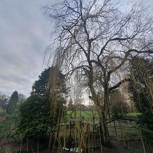 Red Panda enclosure 3/1/24
