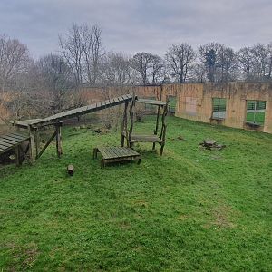Sumatran Tiger enclosure 3/1/24